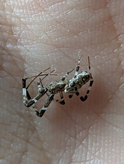 Zosis geniculata