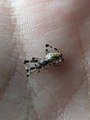 Zosis geniculata