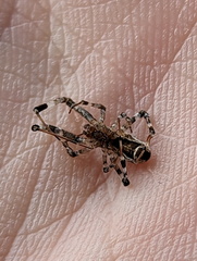 Zosis geniculata