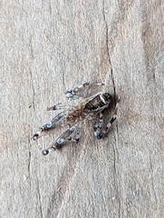 Zosis geniculata