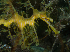 Phycodurus eques