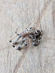 Zosis geniculata