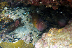 Austrolabrus maculatus