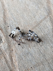 Zosis geniculata