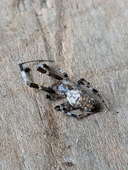 Zosis geniculata