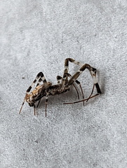Zosis geniculata