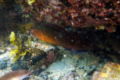 Austrolabrus maculatus