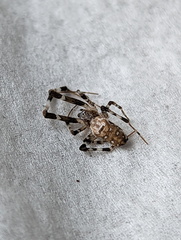 Zosis geniculata