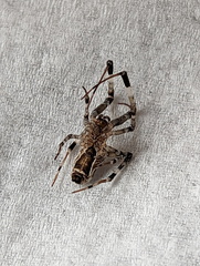Zosis geniculata