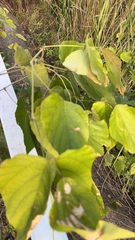 Pueraria montana