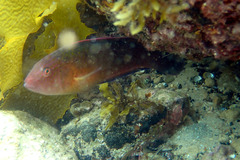 Austrolabrus maculatus