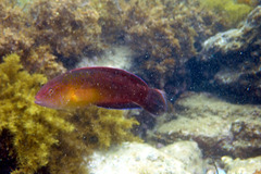 Austrolabrus maculatus