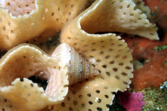 Calliostomatidae