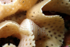 Calliostomatidae