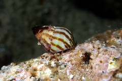 Prothalotia pulcherrima