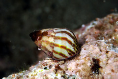 Prothalotia pulcherrima