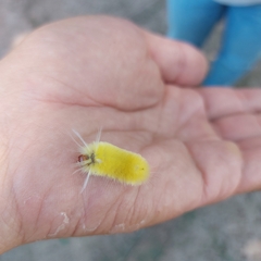 Lophocampa