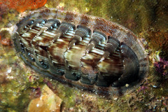 Rhyssoplax torriana