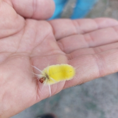 Lophocampa
