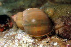 Phasianella ventricosa