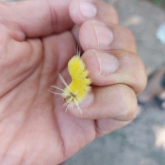 Lophocampa