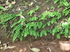 Adiantum philippense