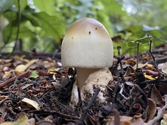 Amanita pekeoides