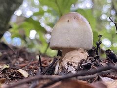 Amanita pekeoides