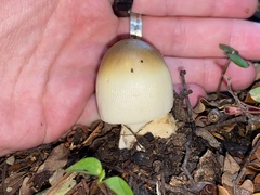 Amanita pekeoides