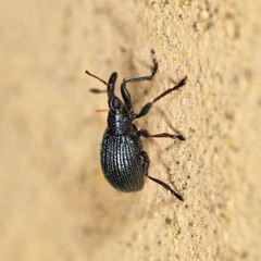 Apioninae