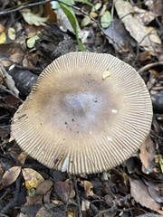 Amanita pekeoides