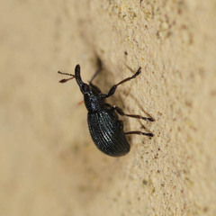 Apioninae