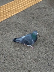 Columba livia domestica