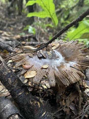Amanita pekeoides