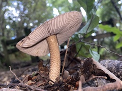 Amanita pekeoides