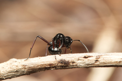 Polyrhachis australis