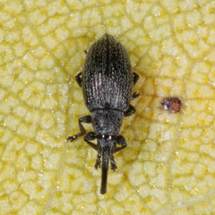 Catapion pubescens