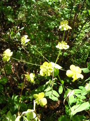 Bupleurum aureum