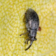 Catapion pubescens