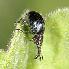 Ceratapion onopordi