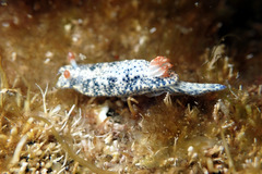 Hypselodoris saintvincentius