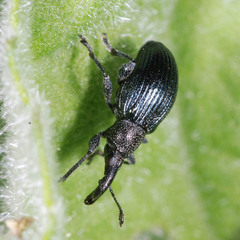 Ceratapion onopordi