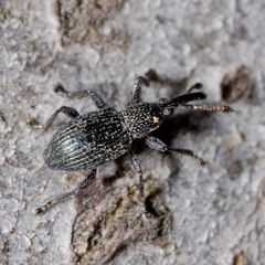 Ceratapion onopordi