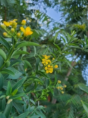 Callaeum macropterum