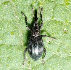 Ceratapion onopordi