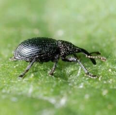 Ceratapion onopordi