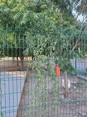 Callaeum macropterum