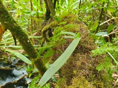 Angraecopsis parviflora