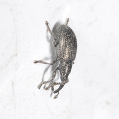 Diplapion stolidum