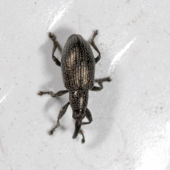 Diplapion stolidum